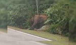 ANAK GAJAH