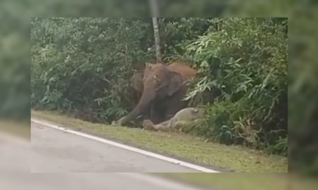 ANAK GAJAH