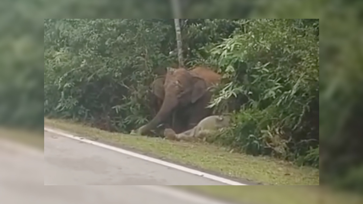 ANAK GAJAH
