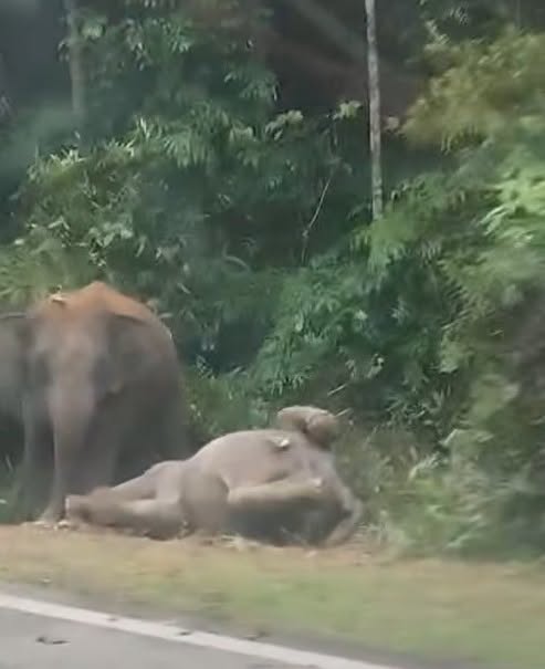ANAK GAJAH
