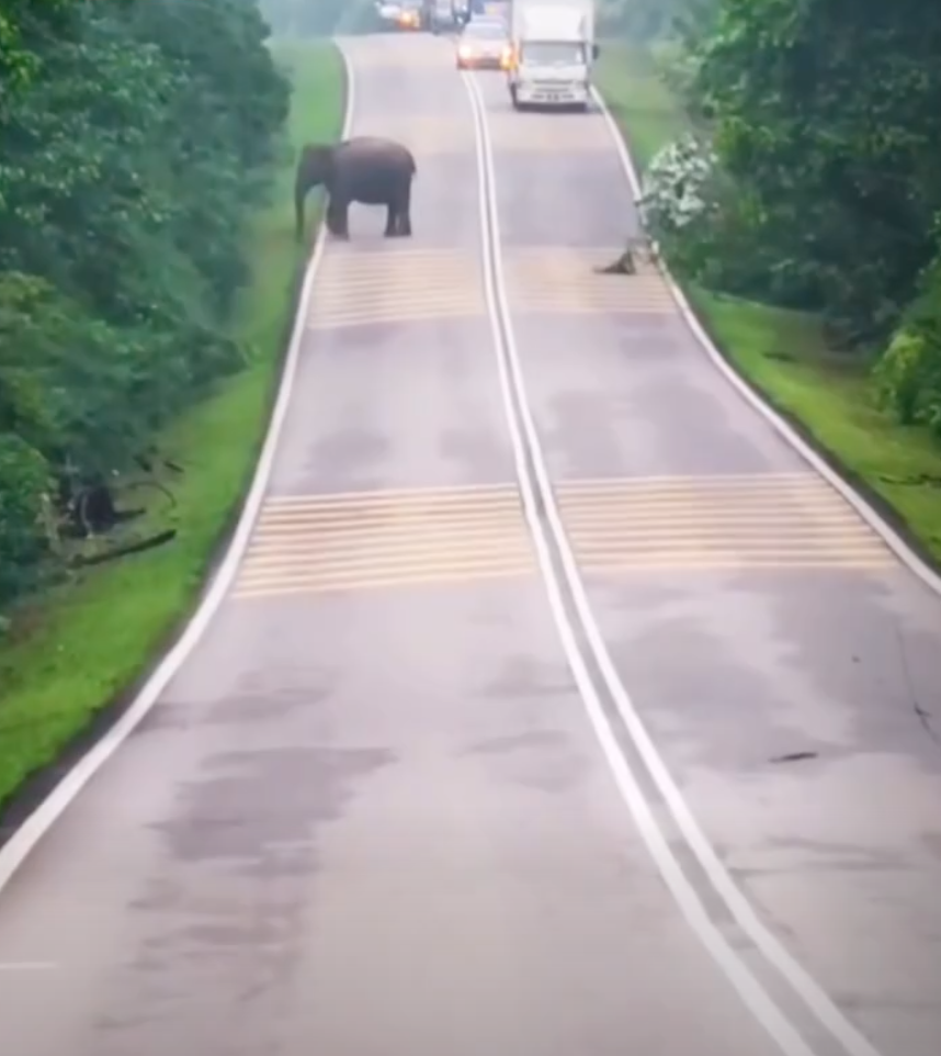 ANAK GAJAH