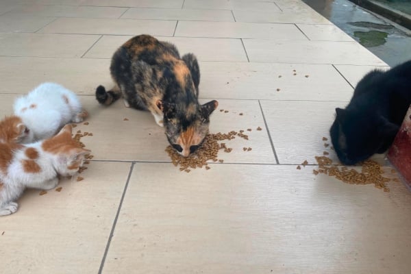tendang anak kucing