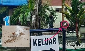 anak kucing