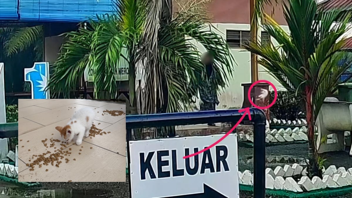 anak kucing
