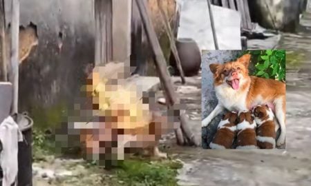 BAKAR ANJING