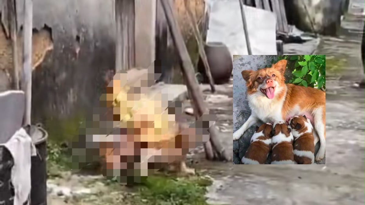 BAKAR ANJING