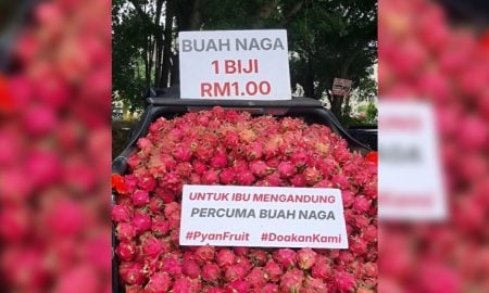 buah naga