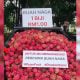 buah naga