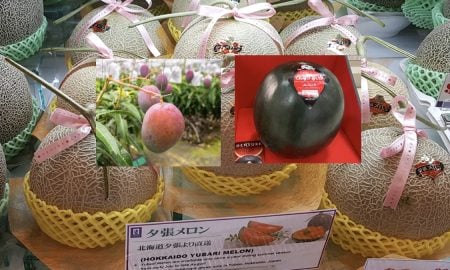 BUAH PALING MAHAL