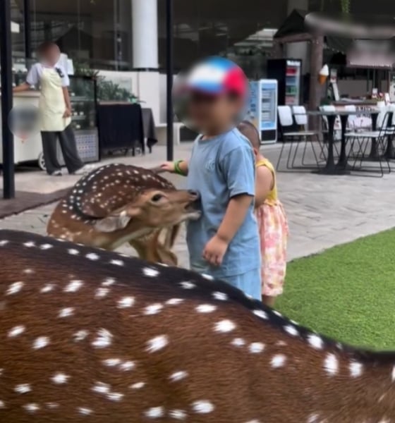 digigit rusa