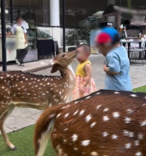 digigit rusa