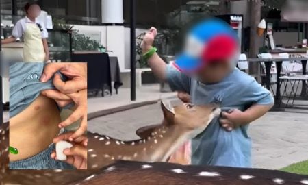 digigit rusa
