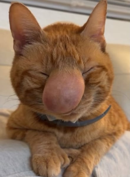 hidung kucing