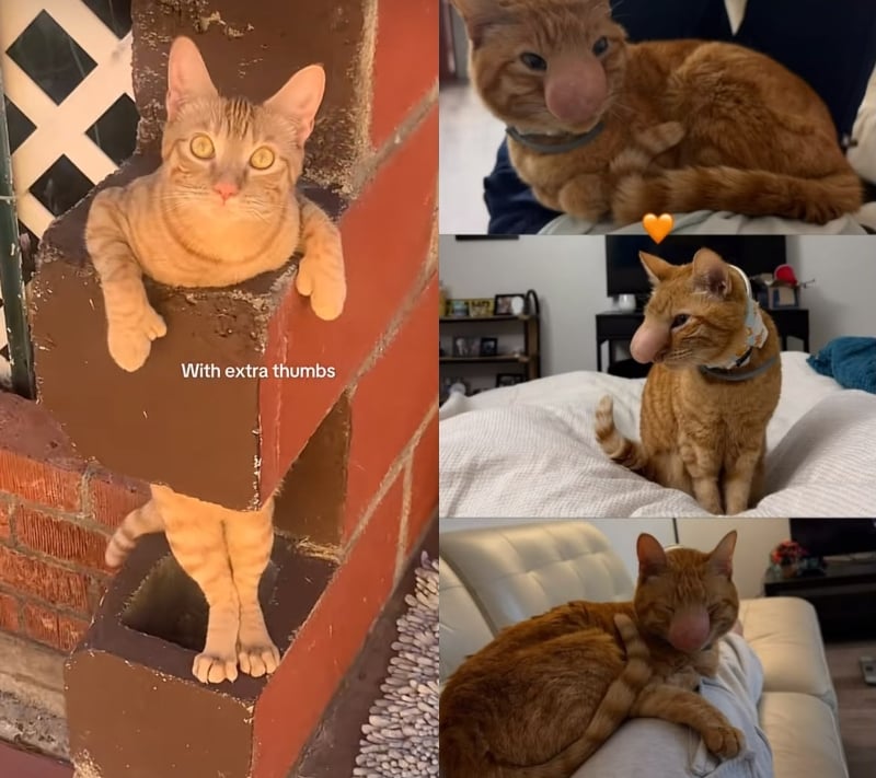 hidung kucing bengkak