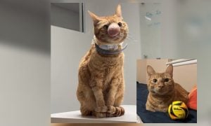 hidung kucing