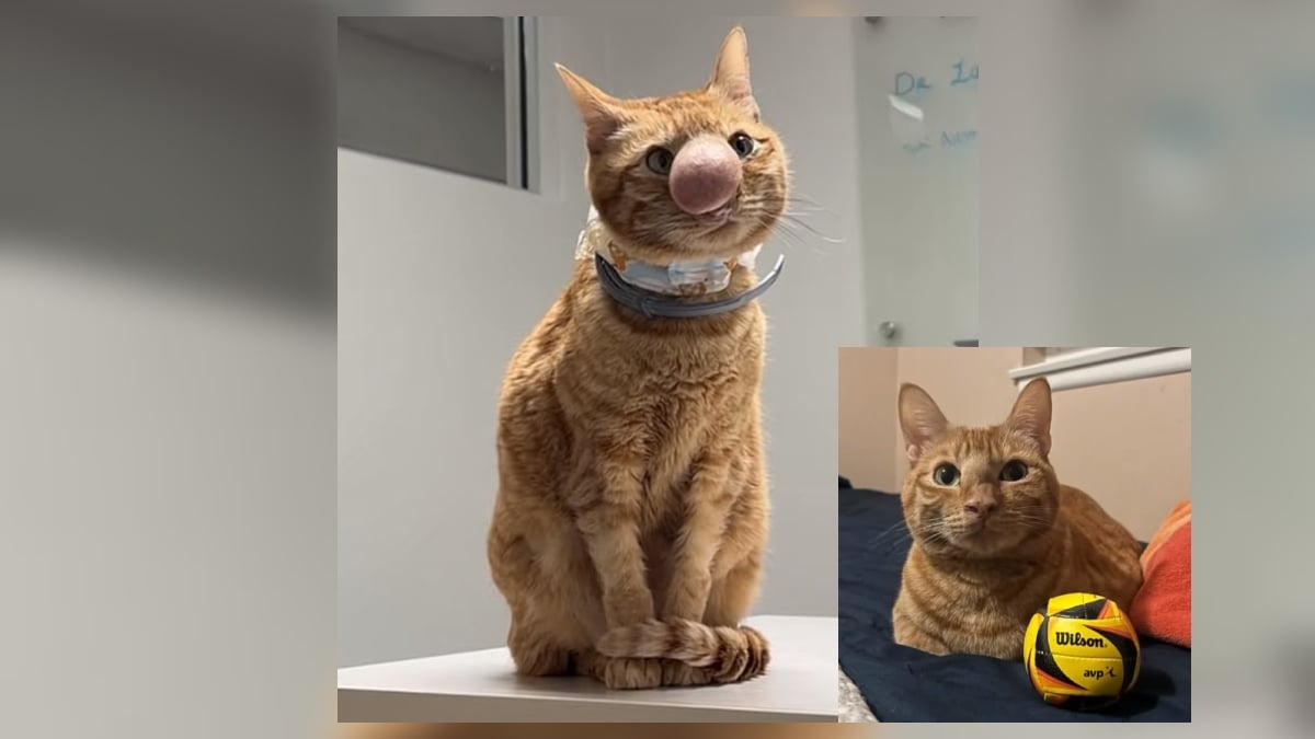 hidung kucing