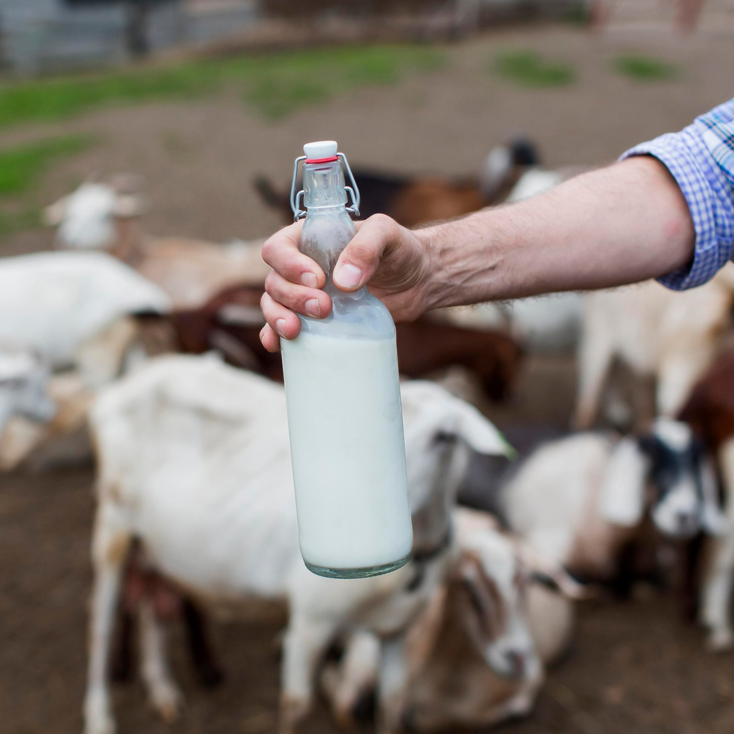 khasiat susu kambing