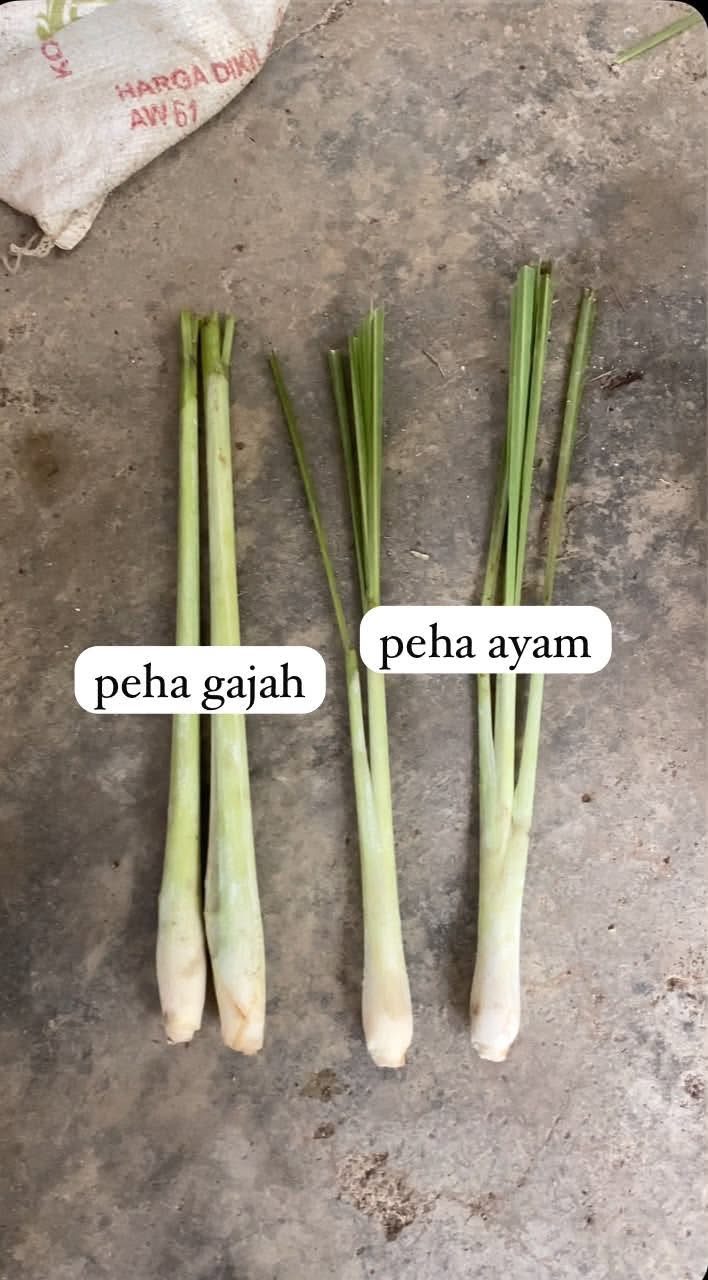 JENIS SERAI