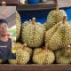 tanam durian
