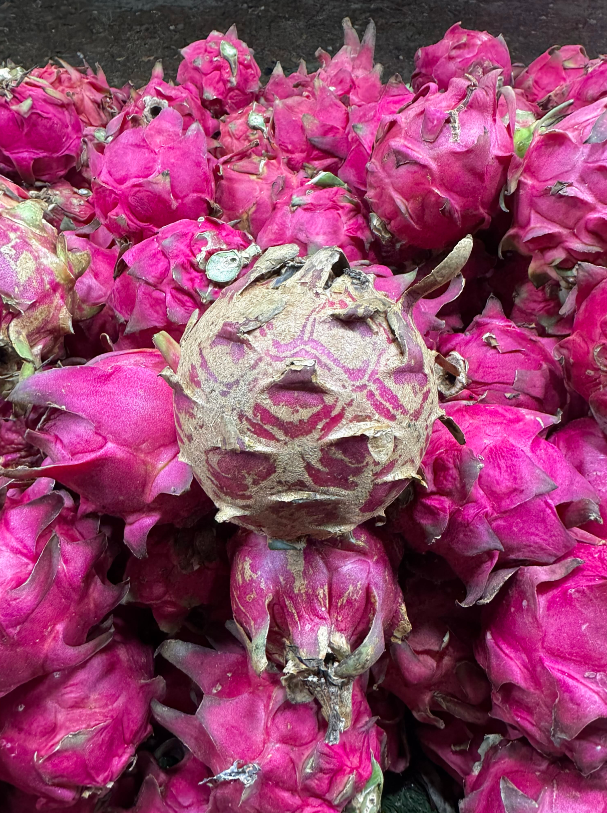 BUAH NAGA