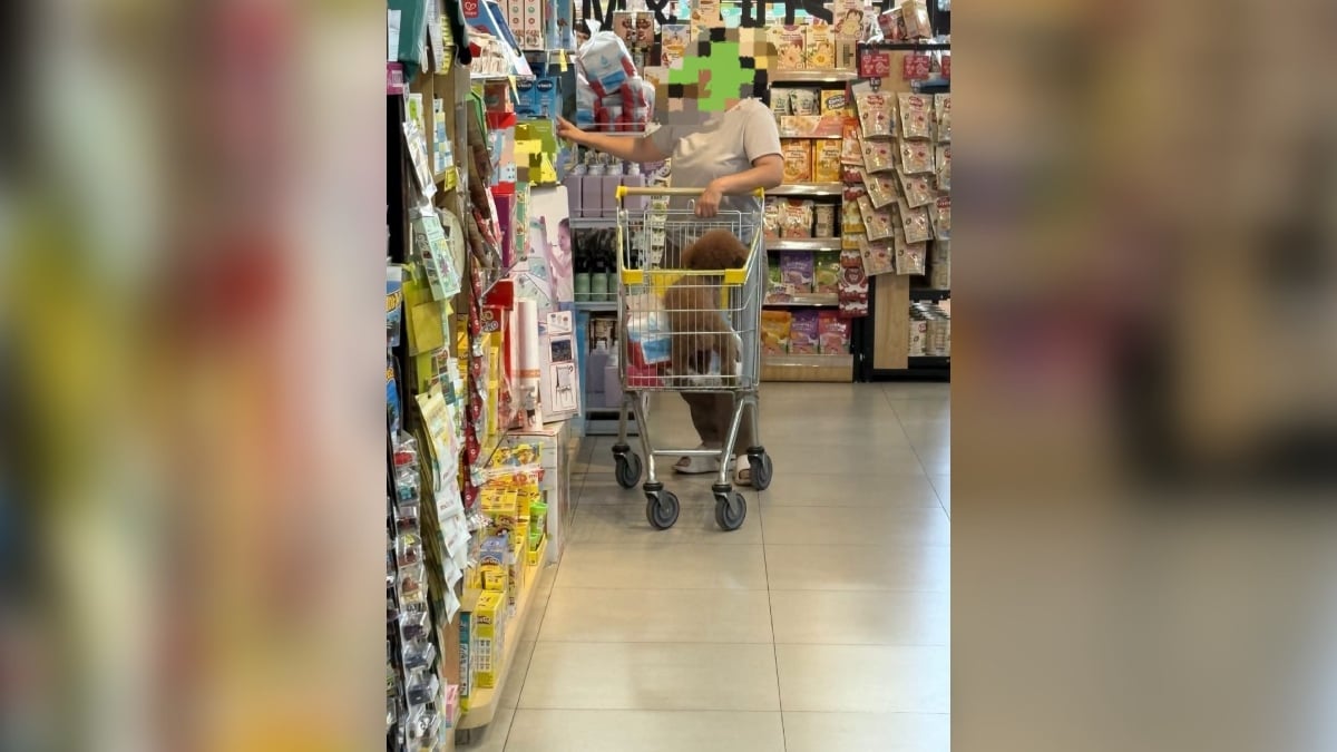 anjing dalam troli