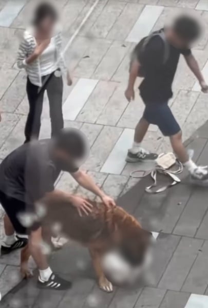 anjing gergasi