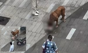 anjing gergasi