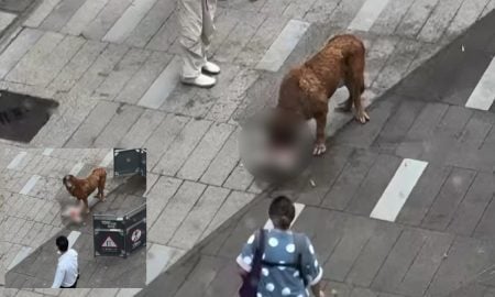 anjing gergasi