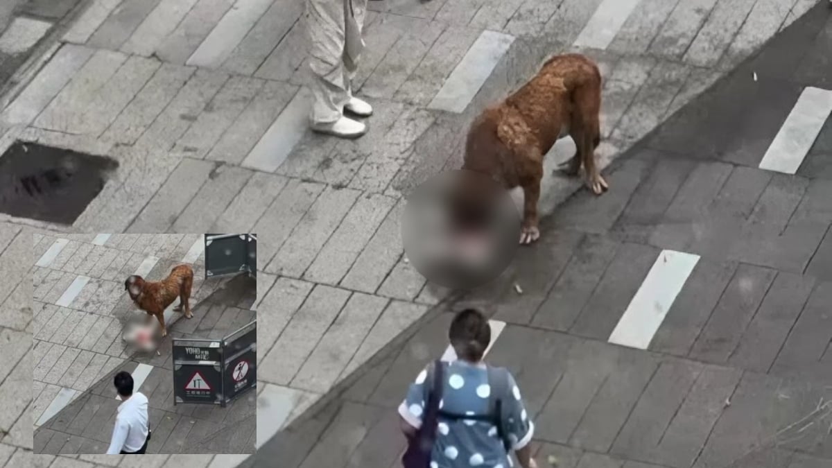 anjing gergasi