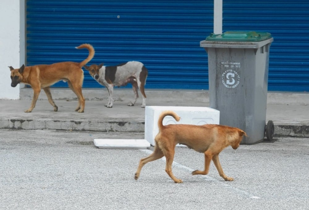 anjing terbiar