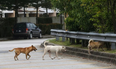 anjing terbiar