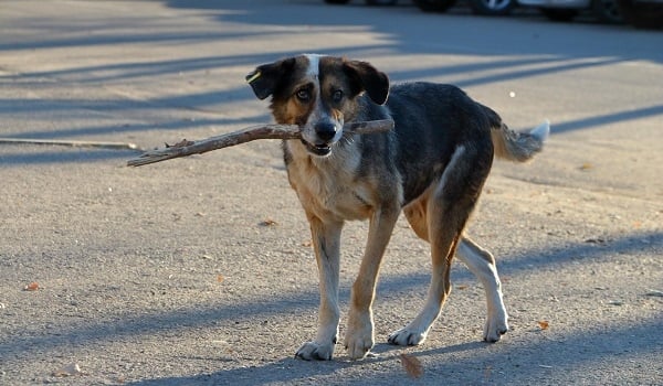 anjing terbiar