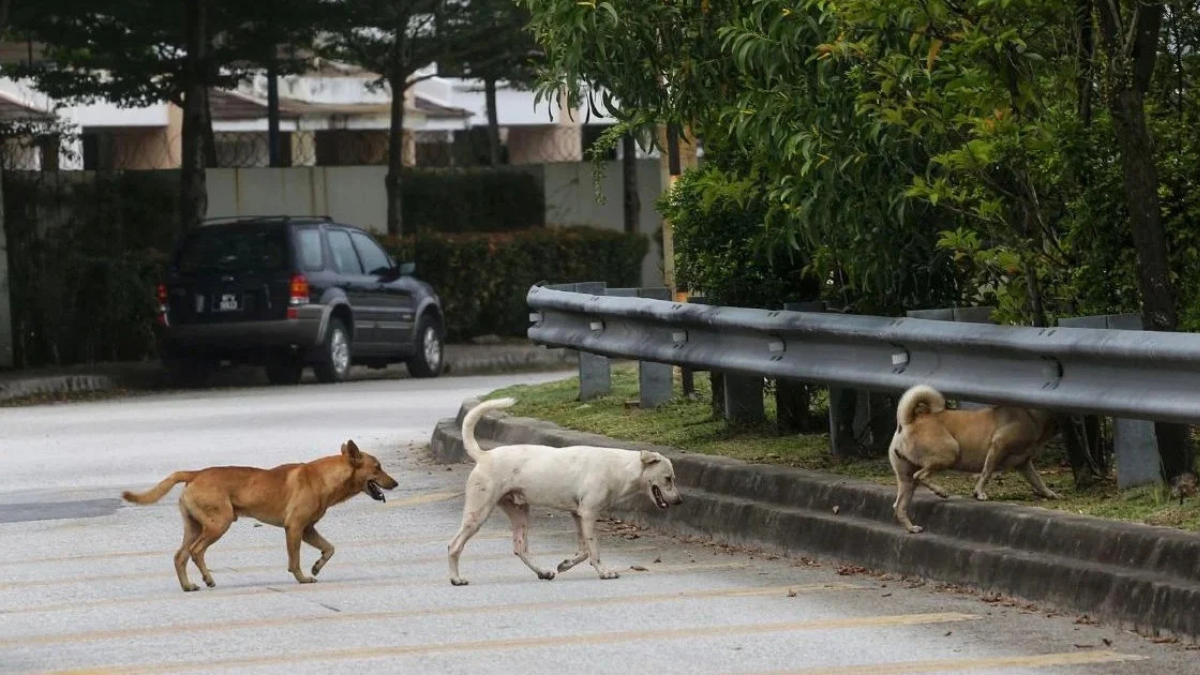 anjing terbiar
