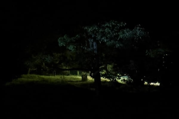 kebun durian