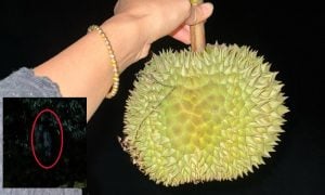 kebun durian