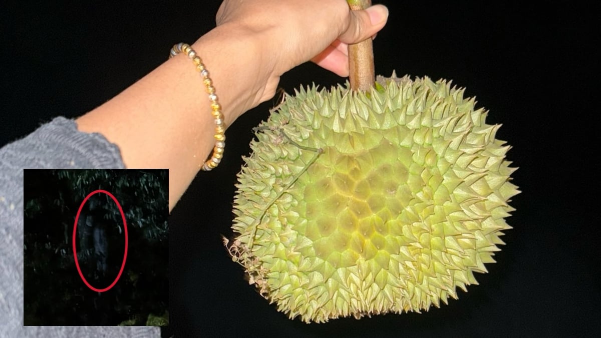 kebun durian