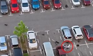 SEKUMPULAN ANJING LIAR