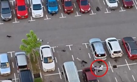 SEKUMPULAN ANJING LIAR