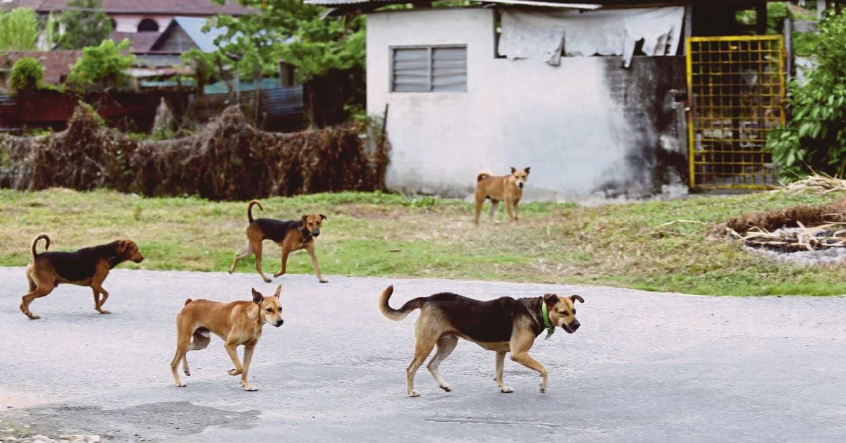 DIJANGKITI RABIES