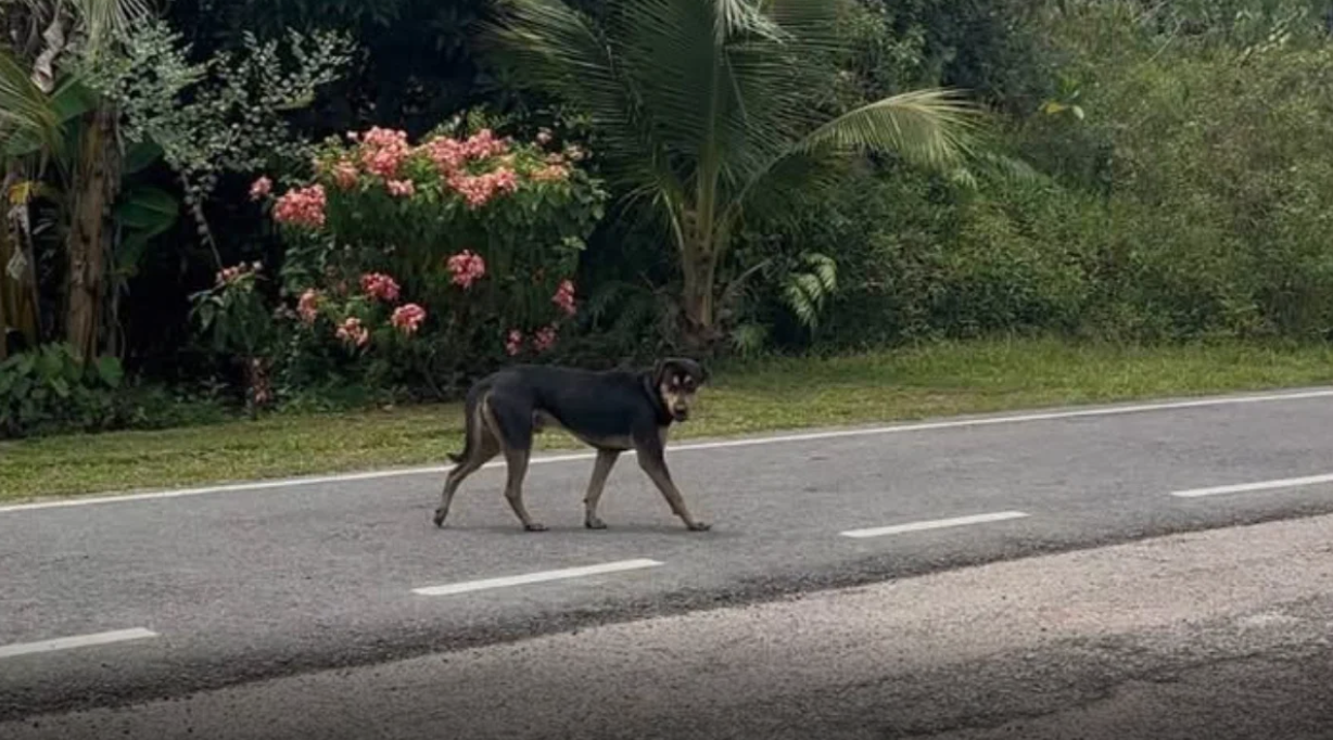 anjing liar