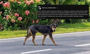 DISERANG ANJING