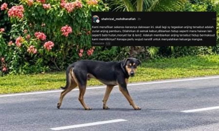 DISERANG ANJING