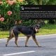 DISERANG ANJING