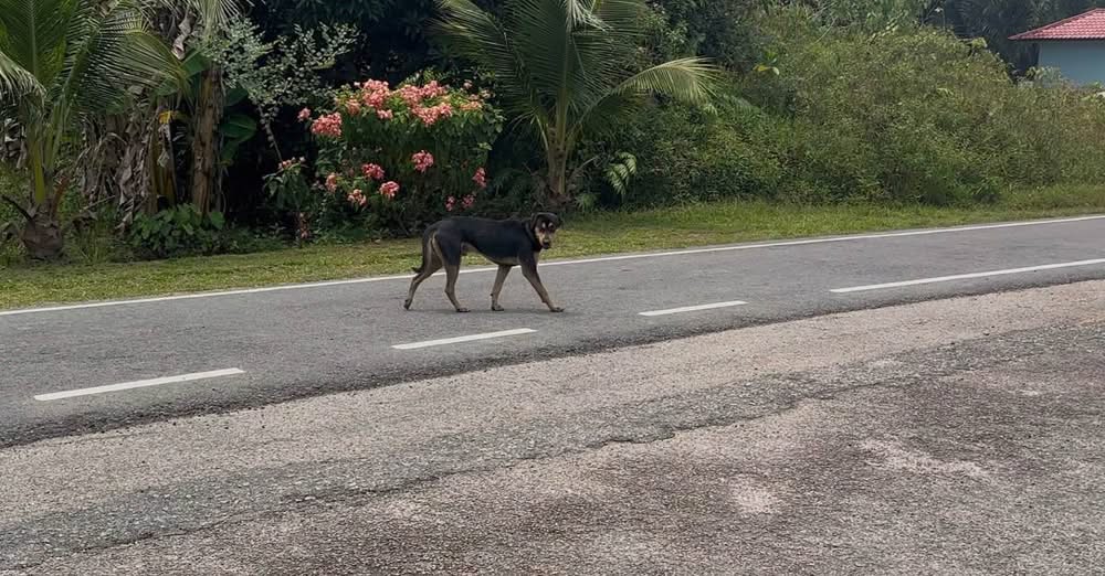 DISERANG ANJING LIAR