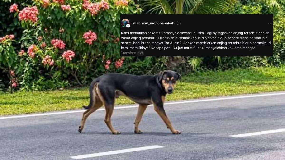 DISERANG ANJING