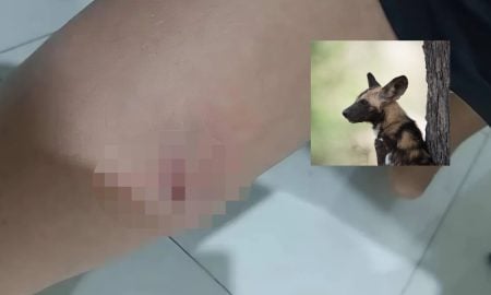 DIGIGIT ANJING LIAR