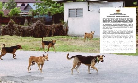 DIJANGKITI RABIES