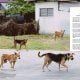 DIJANGKITI RABIES