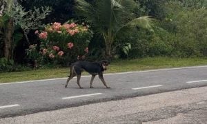 DISERANG ANJING LIAR