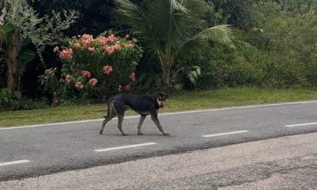 DISERANG ANJING LIAR